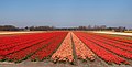 Lisse, tulip field at the Zwartelaan