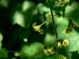 Mitella caulescens