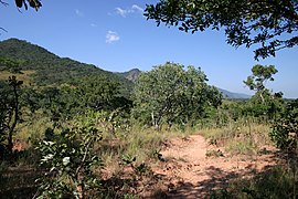 Miombo forest inside the park