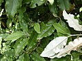 Leaves of Olearia albida