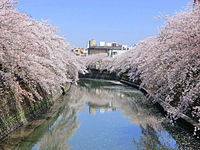 大岡川プロムナードの桜並木