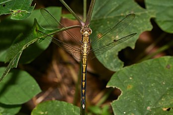 Macho juvenil de Orthetrum luzonicum, uma espécie de libélula da família Libellulidae que habita as zonas pantanosas, arrozais e proximidade de lagoas na Ásia. (definição 5 135 × 3 423)