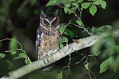 Description de l'image Palawan Scops Owl.jpg.