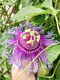 Passiflora 'Incense', a hybrid of the Brazilian species P. cincinnata and the American species P. incarnata