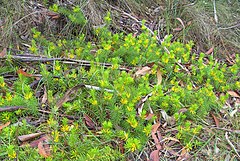 Description de l'image Persoonia chamaepitys.jpg.