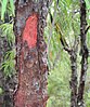 Persoonia longifolia, showing flakey bark
