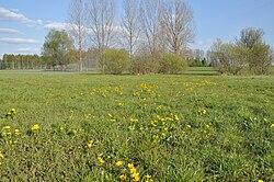 Meadows and pastures in Pietrusin