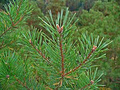 Pin sylvestre, Pinus sylvestris.