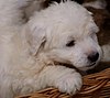Polish Tatra Sheepdog puppy