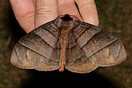 Pseudojana perspicuifascia (Eupterotidae, Eupterotinae)