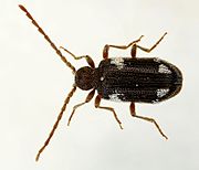 Ptinus sexpunctatus