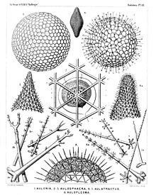 ink illustration of protists