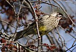 Wattlebird