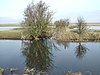 Nene Washes