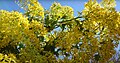 Clusters of golden flowers