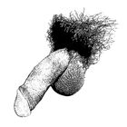 Scientific illustration of a flaccid, circumcised penis, with pubic hair and testicles visible