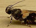 Smooth-scaled head of moth Stegasta variana (family Gelechiidae)