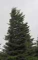 Picea sferzata dal vento