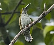 spiderhunter with greenish-brown upperparts and greyish underparts