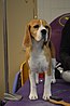 "A white and brown dog stands on a purple table."