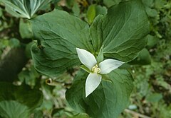 Description de l'image Trillium flexipes.jpg.