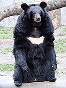 Black bear with white chest marking on grass