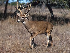 Odocoileus virginianus