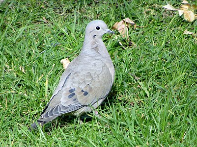 Pigeon du Chili (Columba araucana)