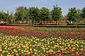 Field of tulips in Beijing International Flower Port
