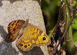 Mauerfuchs-Schmetterling