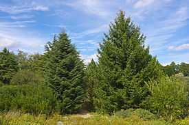 Abies cephalonica