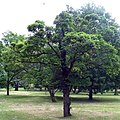 Acer platanoides 'Pyramidale Nanum'