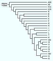 Description de l'image Albero Y-DNA.jpg.