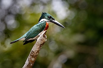 Martim-pescador-verde (Chloroceryle amazona) em Caño Negro, Costa Rica (definição 4 396 × 2 905)