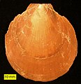 The pectenid bivalve Ammusium cristatum from the Pliocene of Cyprus