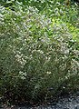 Silber-Immortelle (Anaphalis margaritacea)