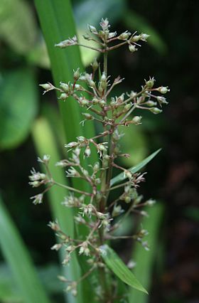 Becquerelia cymosa