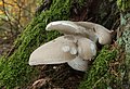 !Pleurotus dryinus!