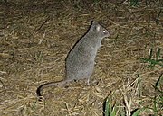 Gray bettong