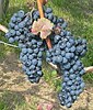 Blaufränkisch grapes growing in the Burgenland region of Austria