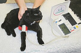 Misura della pressione arteriosa con metodo oscillometrico in veterinaria