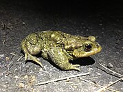 Bufo spinosus 60483430