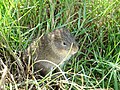 Cavia intermedia