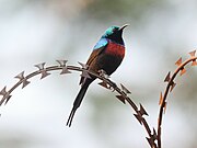 sunbird with brown body, green head and mantle, purplish throat, and orange-red breast