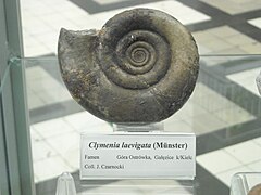Clymenia laevigata (Clymeniida).