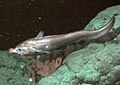 Image 80The rattail Coryphaenoides armatus (abyssal grenadier) on the Davidson Seamount at a depth of 2,253 metres (7,392 ft). (from Deep-sea fish)
