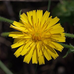 Taraxacum officinale (Taraxacum officinale)