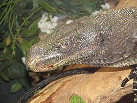 Varanus salvadorii no jardim zoológico de Cincinnati.