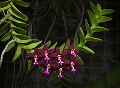 Dark purple Trichoglottis (70213s)c