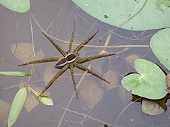 Description de l'image Dolomedes saganus sujibutohsrgm02.jpg.